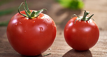 Víte, že rajčata HiPP: pěstování