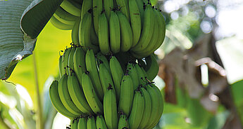 Víte, že banán HiPP: pěstování