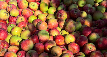 O odrůdě jablka HiPP: druhy