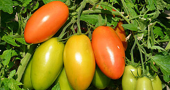 O odrůdě rajčat HiPP: druhy